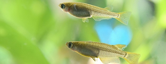 メダカの飼育、管理、販売